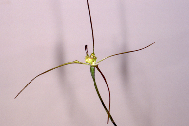APII jpeg image of Caladenia arenaria  © contact APII