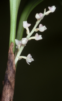 APII jpeg image of Eria eriocoides  © contact APII