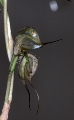 APII jpeg image of Pterostylis biseta  © contact APII