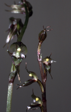 APII jpeg image of Acianthus exiguus  © contact APII