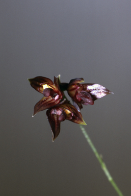 APII jpeg image of Bulbophyllum boonjee  © contact APII