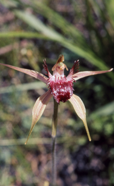 APII jpeg image of Caladenia arenicola  © contact APII