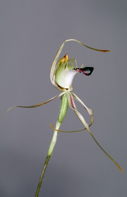 APII jpeg image of Caladenia aurulenta  © contact APII