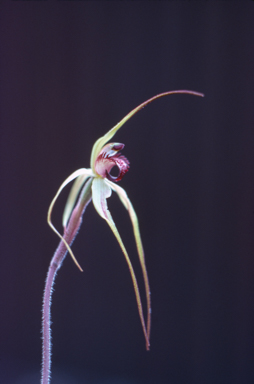 APII jpeg image of Caladenia colorata  © contact APII