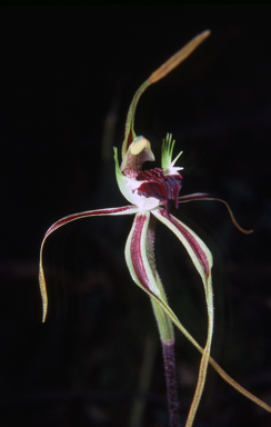 APII jpeg image of Caladenia dilatata  © contact APII