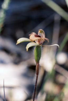 APII jpeg image of Caladenia discoidea  © contact APII