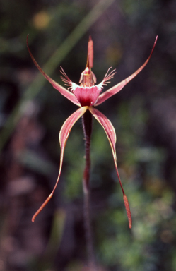 APII jpeg image of Caladenia ferruginea  © contact APII