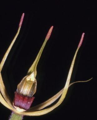 APII jpeg image of Caladenia leptochila  © contact APII