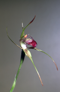 APII jpeg image of Caladenia paludosa  © contact APII