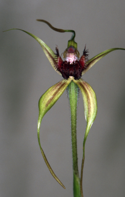 APII jpeg image of Caladenia pectinata  © contact APII
