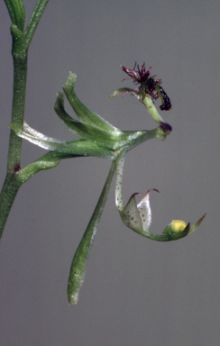 APII jpeg image of Arthrochilus prolixus  © contact APII