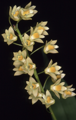 APII jpeg image of Dendrobium monophyllum  © contact APII