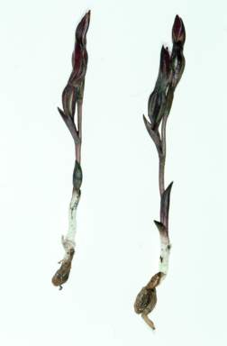 APII jpeg image of Burnettia cuneata  © contact APII