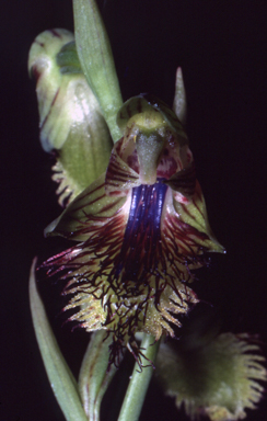 APII jpeg image of Calochilus campestris  © contact APII