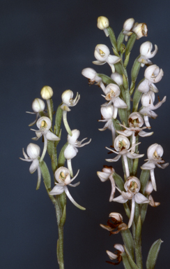 APII jpeg image of Pecteilis harroldii  © contact APII