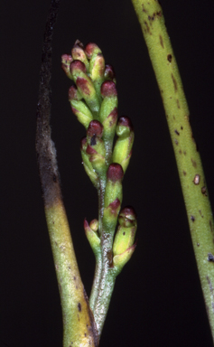 APII jpeg image of Microtis orbicularis  © contact APII