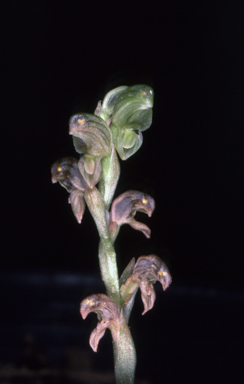 APII jpeg image of Pterostylis cycnocephala  © contact APII