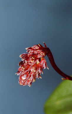 APII jpeg image of Bulbophyllum evasum  © contact APII