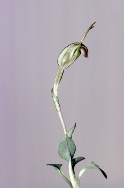 APII jpeg image of Pterostylis nana  © contact APII