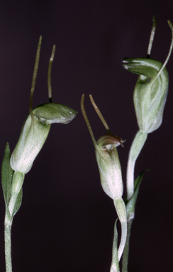 APII jpeg image of Pterostylis pyramidalis  © contact APII