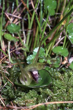 APII jpeg image of Corybas dienemus  © contact APII