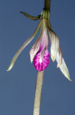 APII jpeg image of Nervilia holochila  © contact APII