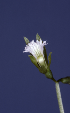 APII jpeg image of Nervilia peltata  © contact APII