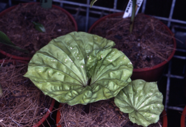 APII jpeg image of Nervilia aragoana  © contact APII