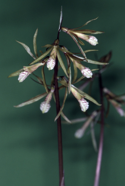 APII jpeg image of Nervilia aragoana  © contact APII