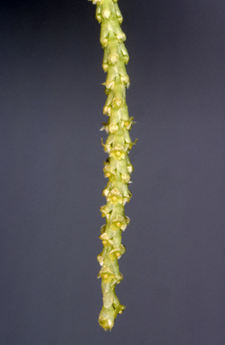 APII jpeg image of Oberonia complanata  © contact APII