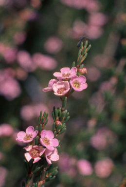 APII jpeg image of Astartea fascicularis  © contact APII