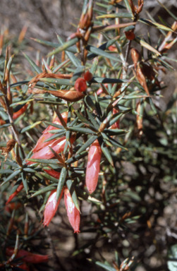 APII jpeg image of Astroloma conostephioides  © contact APII