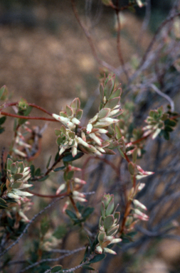 APII jpeg image of Brachyloma daphnoides  © contact APII