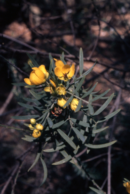 APII jpeg image of Senna odorata  © contact APII