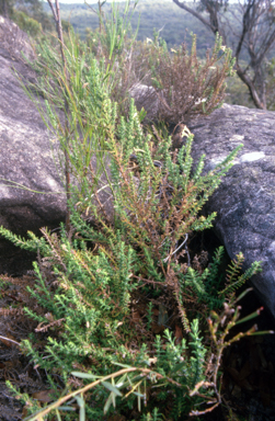 APII jpeg image of Chloanthes glandulosa  © contact APII