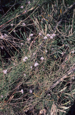 APII jpeg image of Conospermum tenuifolium  © contact APII