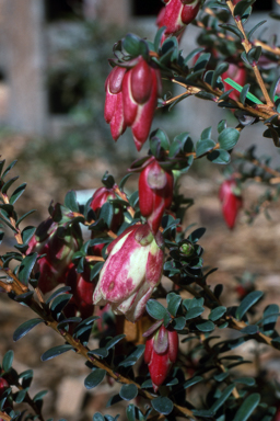 APII jpeg image of Darwinia macrostegia  © contact APII