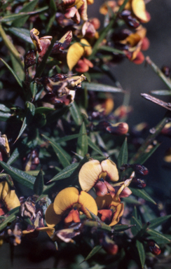 APII jpeg image of Darwinia ulicifolia  © contact APII