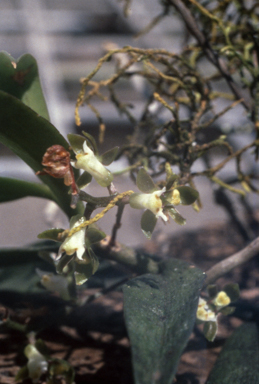 APII jpeg image of Plectorrhiza tridentata  © contact APII