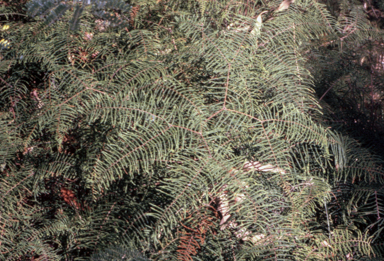 APII jpeg image of Gleichenia dicarpa  © contact APII