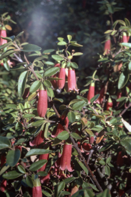 APII jpeg image of Correa 'Dusky Bells'  © contact APII