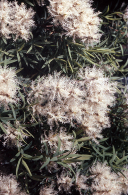 APII jpeg image of Melaleuca linariifolia 'Snowstorm'  © contact APII