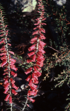 APII jpeg image of Epacris impressa  © contact APII