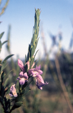 APII jpeg image of Eremophila christopheri  © contact APII