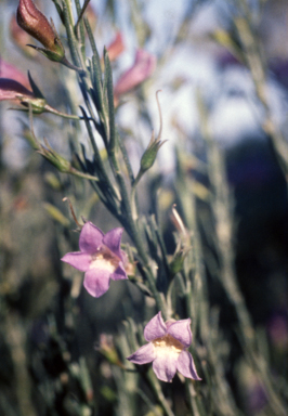 APII jpeg image of Eremophila drummondii  © contact APII