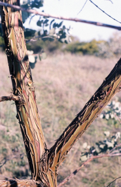 APII jpeg image of Eucalyptus crucis  © contact APII