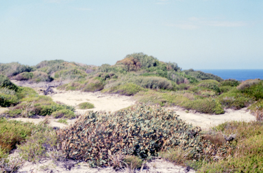 APII jpeg image of Eucalyptus stricta  © contact APII