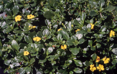 APII jpeg image of Goodenia rotundifolia  © contact APII