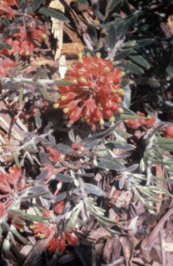 APII jpeg image of Grevillea saccata  © contact APII