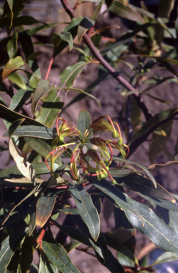 APII jpeg image of Grevillea shiressii  © contact APII
